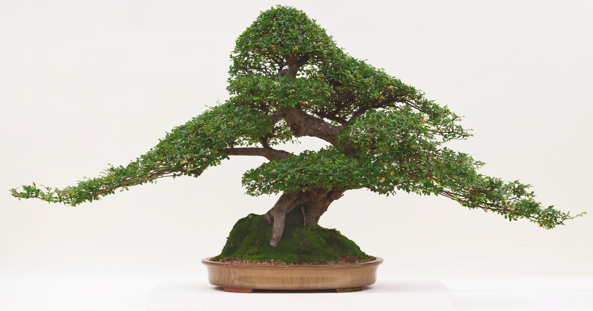 Chinese Elm.png