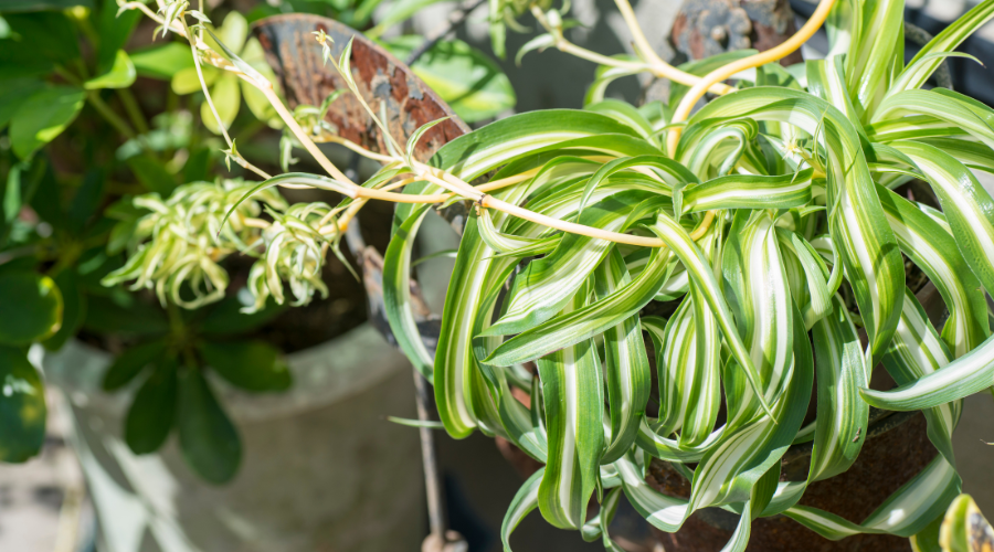 are-spider-plants-toxic (1).png