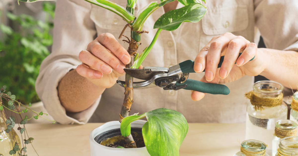 Stem Cuttings in Water.png