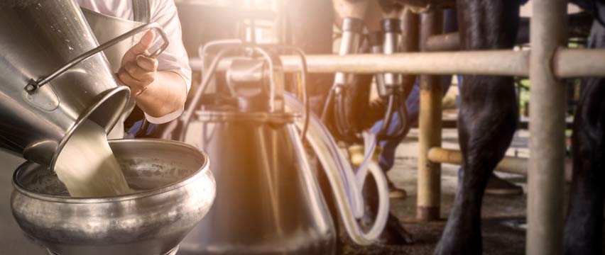 Pouring milk for processing