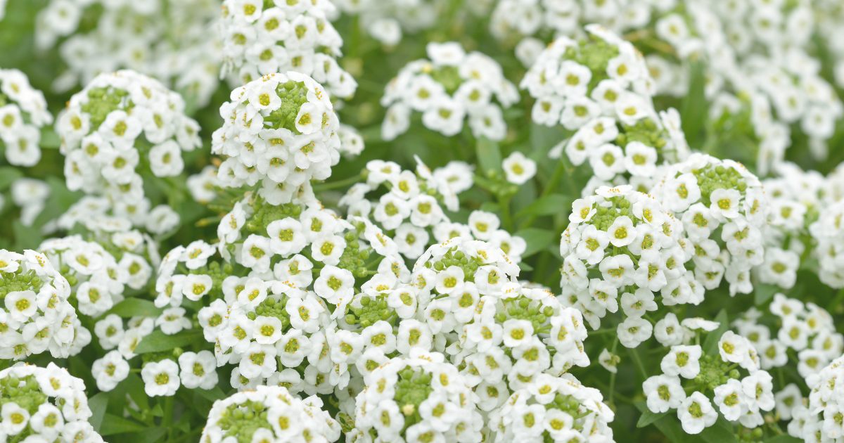 Alyssum.png