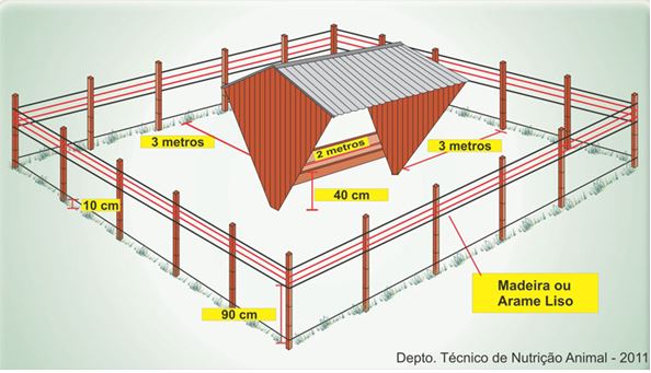 suplementacao-de-bezerro-a-pasto.jpg