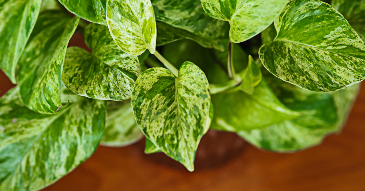 Watering Golden Pothos.png