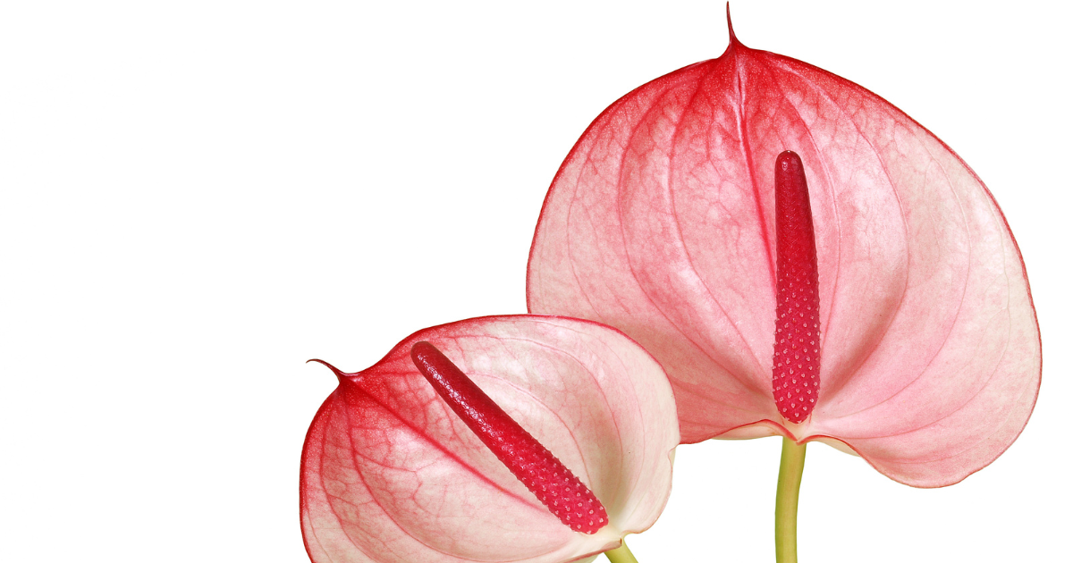 Anthurium (3).png