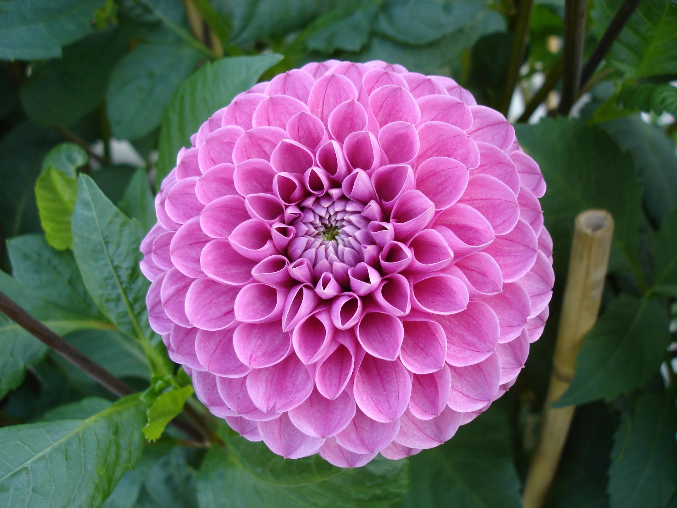 dahlia-1655784408912.png