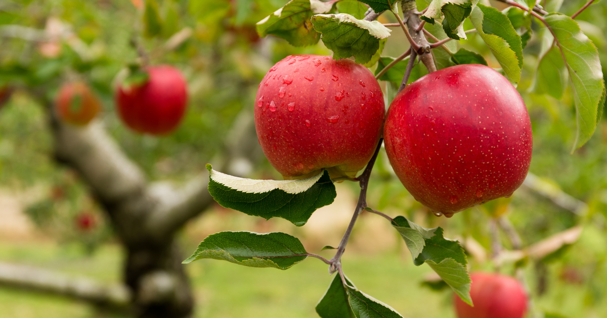 Pruning Apple.png