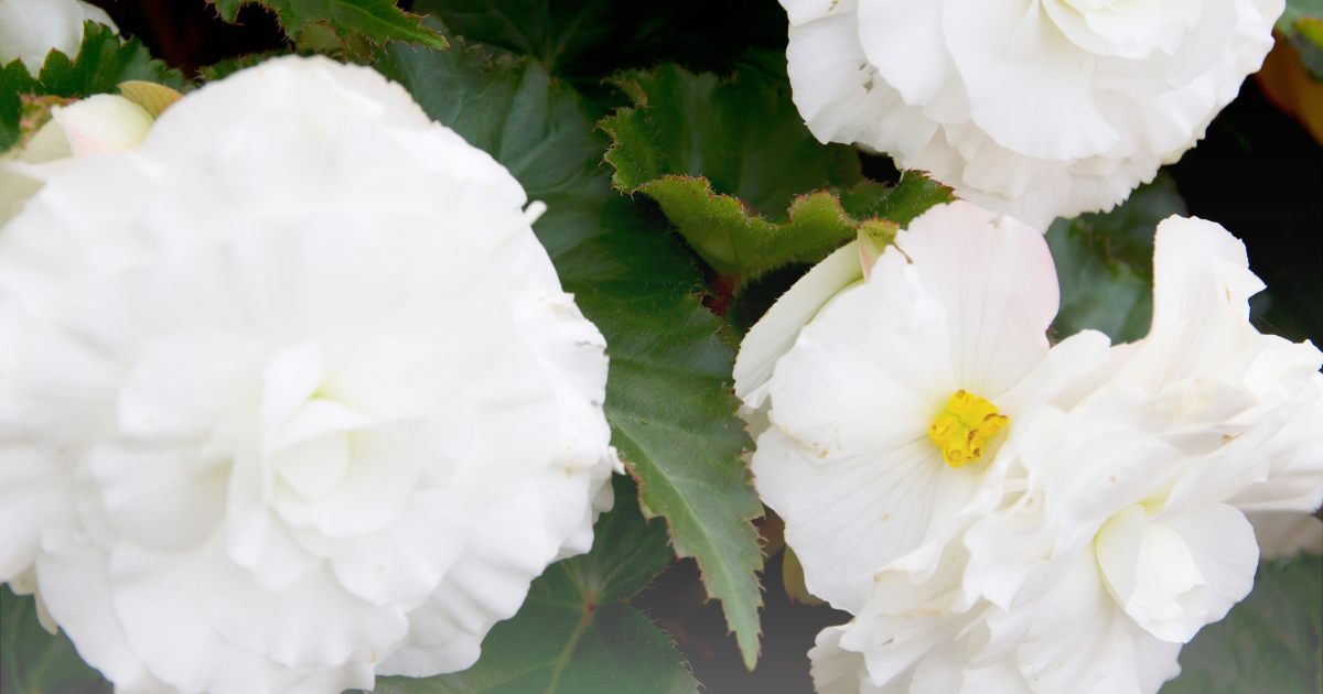 Begonia -Doublet White-.png