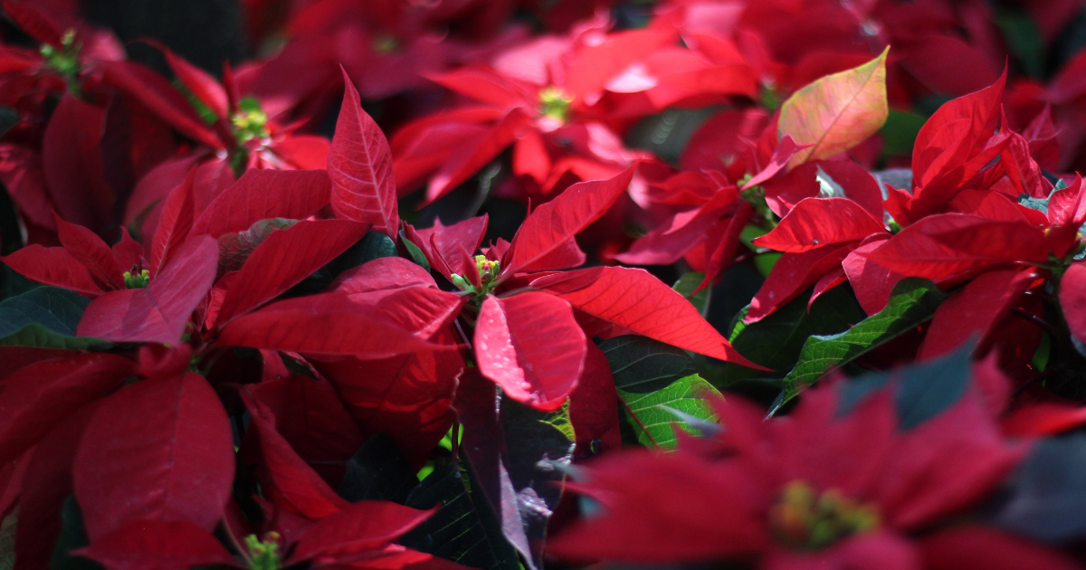 Poinsettia.png