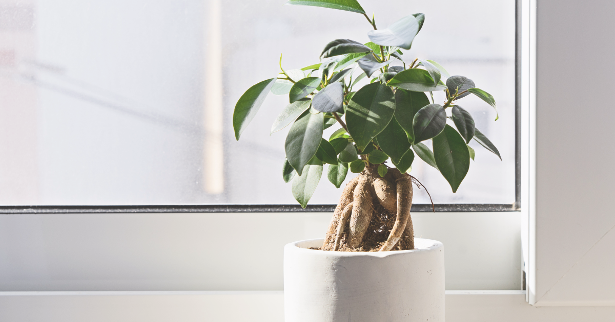 Ficus bonsai.png