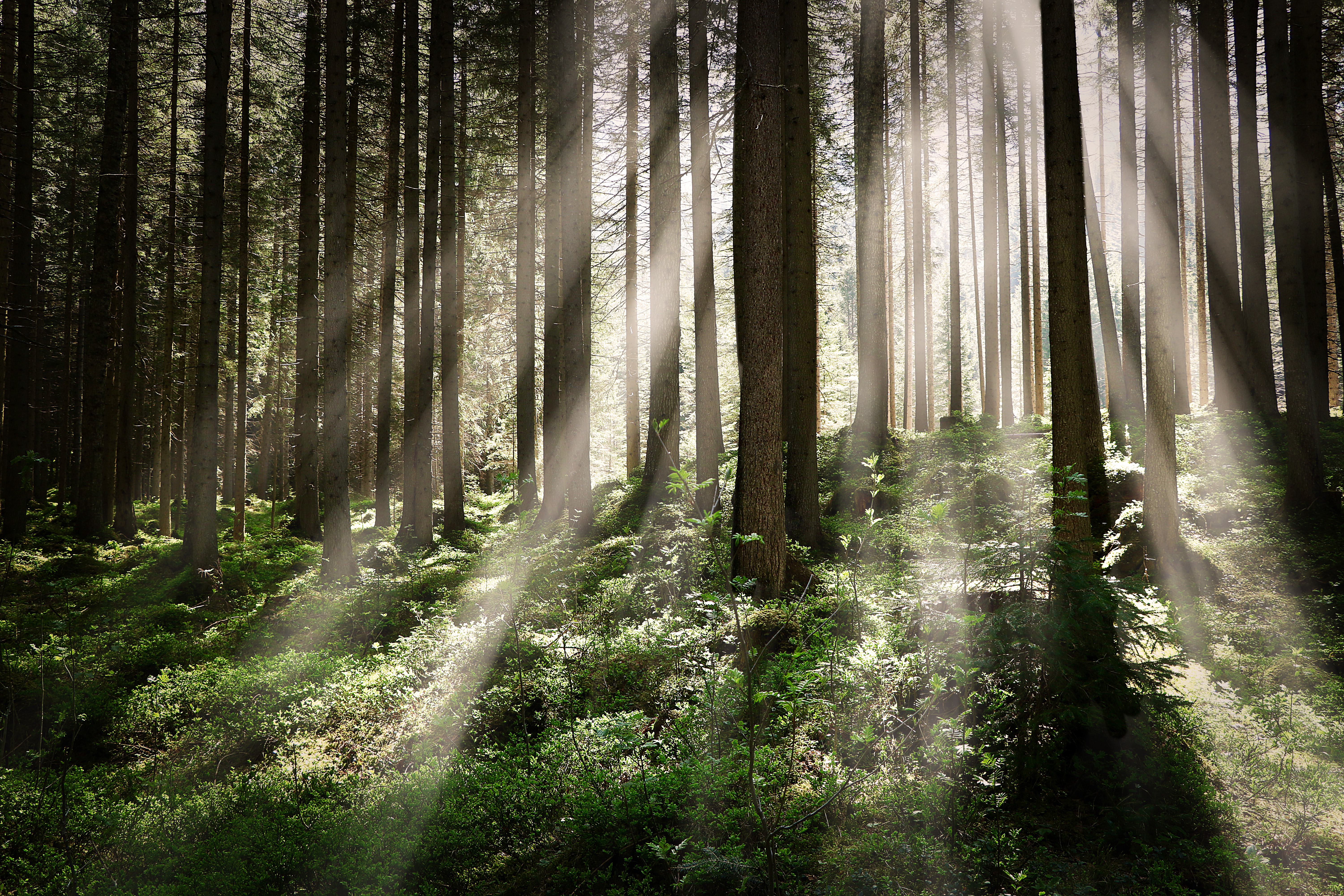 beautiful-shot-forest-with-tall-trees-bright-sun-rays-shining.jpg