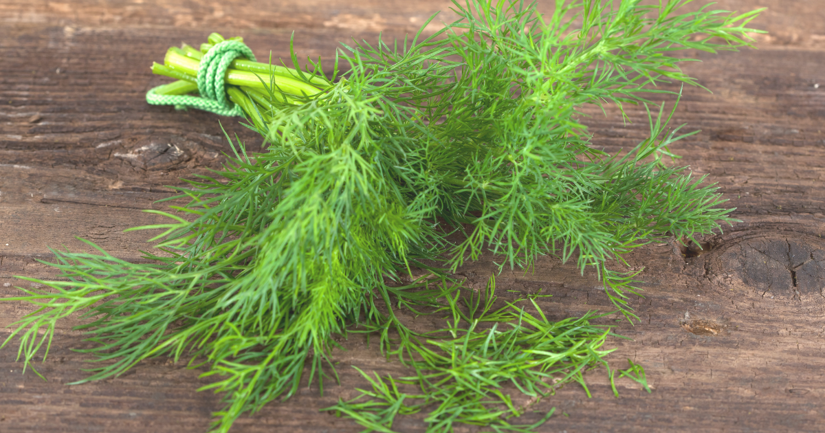 DILL.png