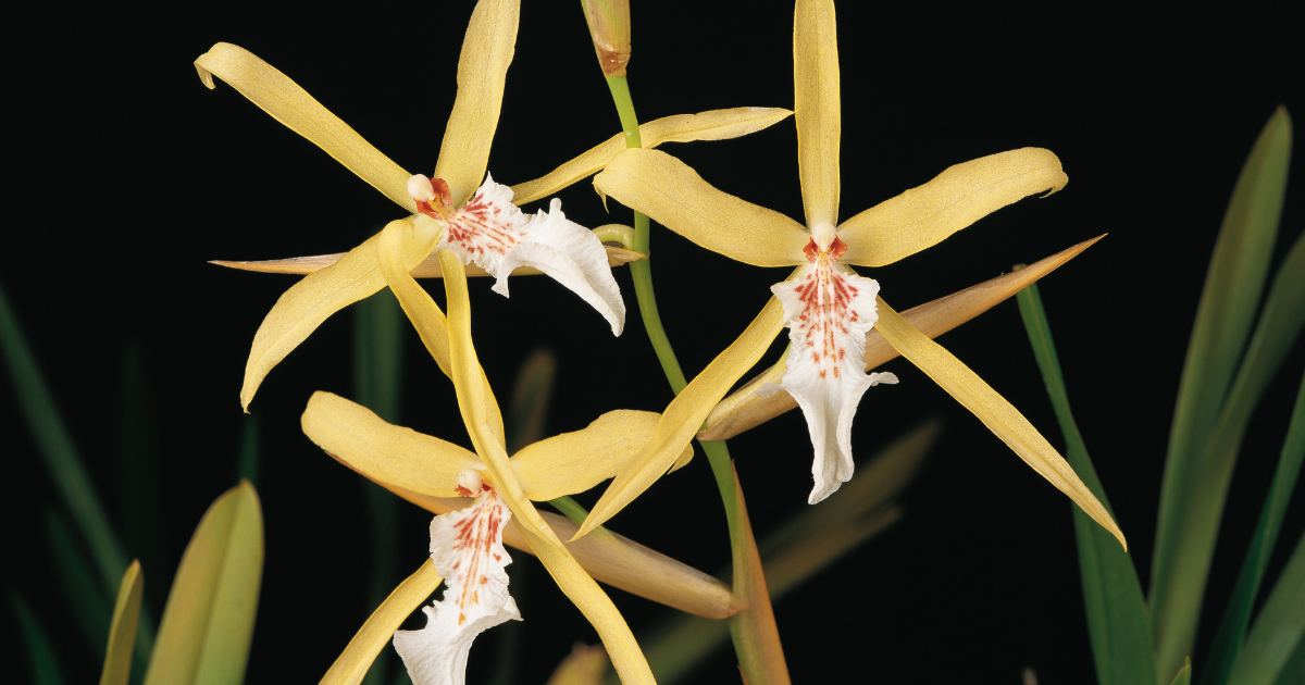 Brassia (Spider Orchid).png