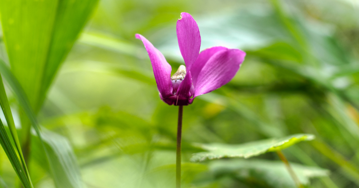 Cyclamen purpurascens.png