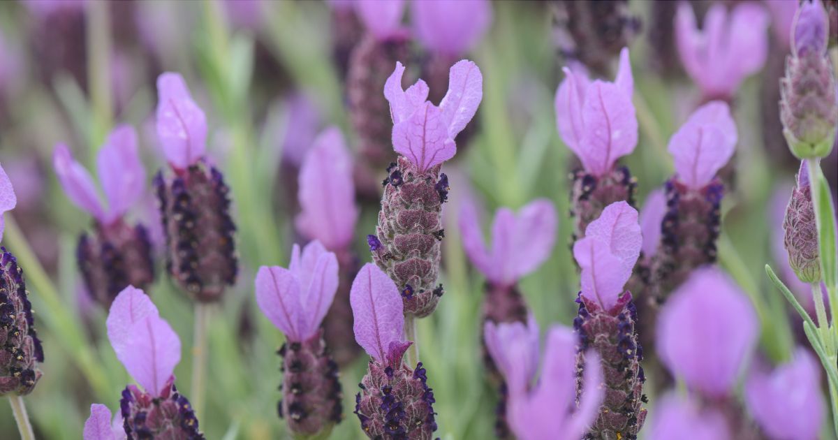 spanish-lavender.jpg