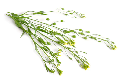 Camelina.webp