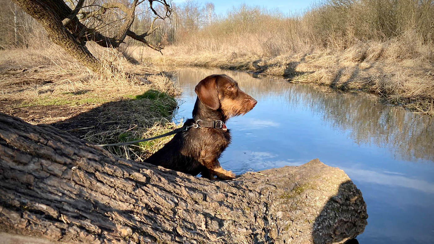 Jagdhund Beitragsbild.jpg