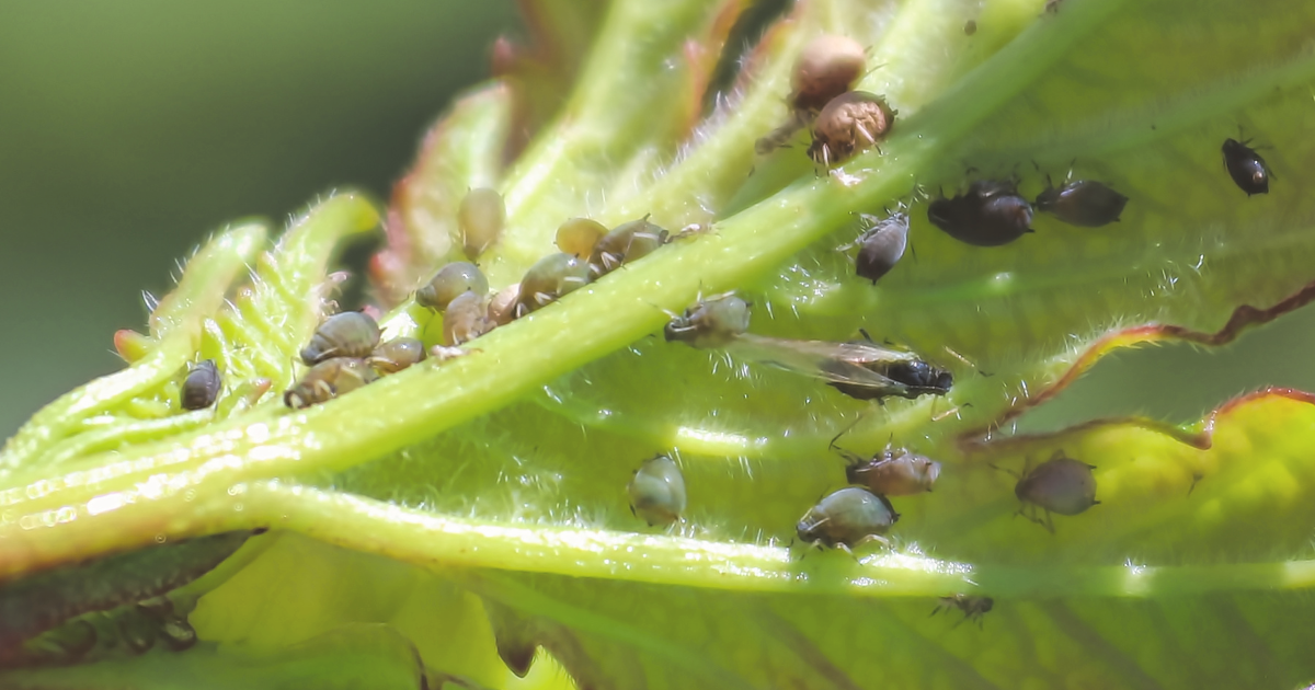 Recognizing African Violet Pests.png