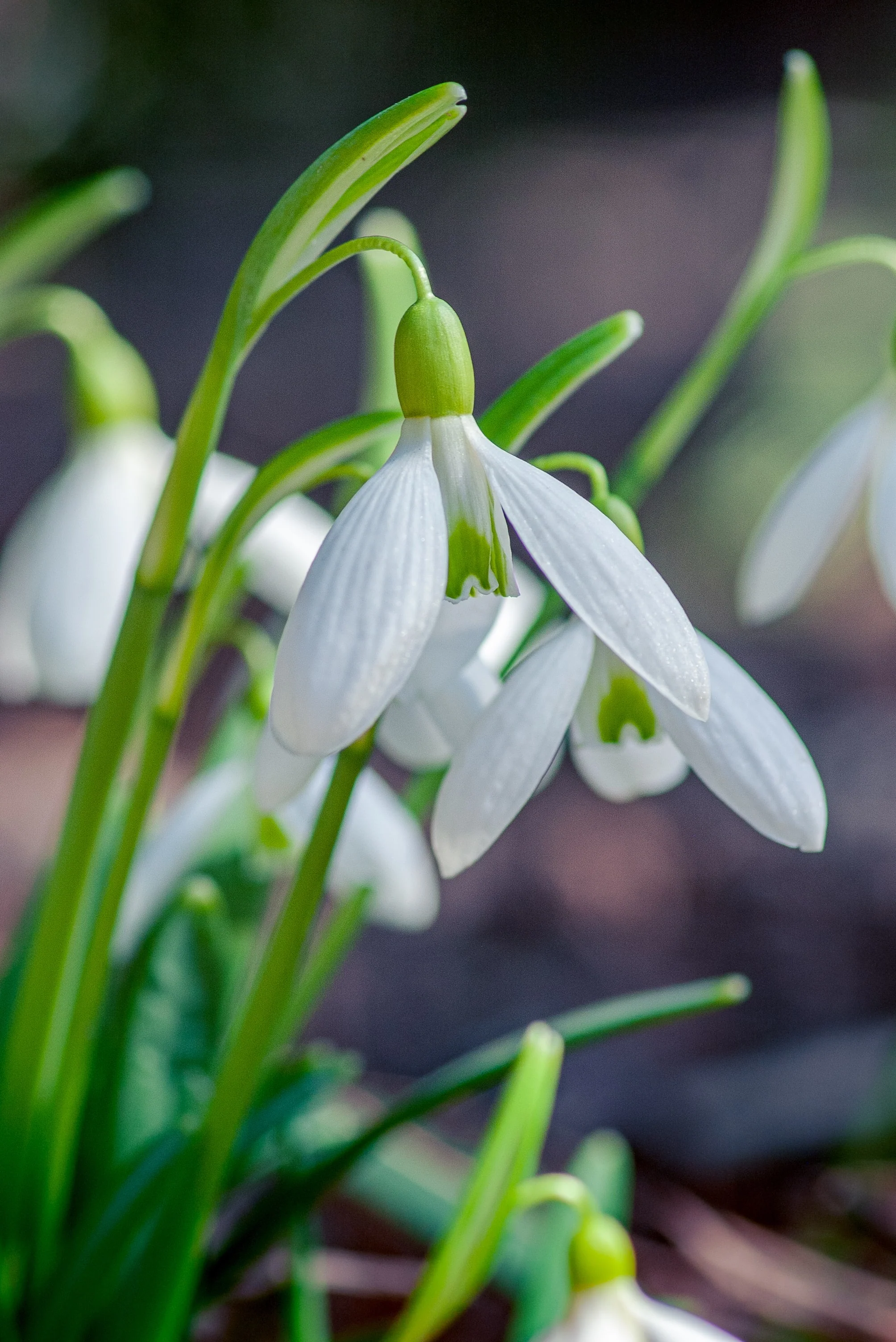 snowdrops.webp