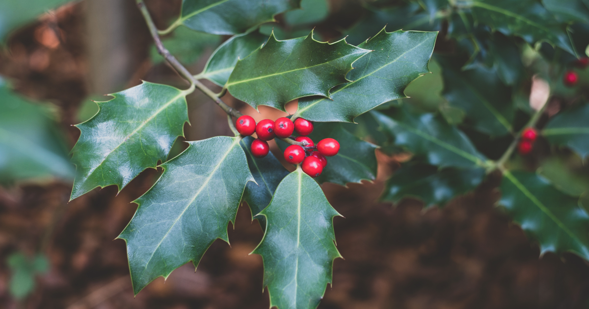 Holly (Ilex spp.).png