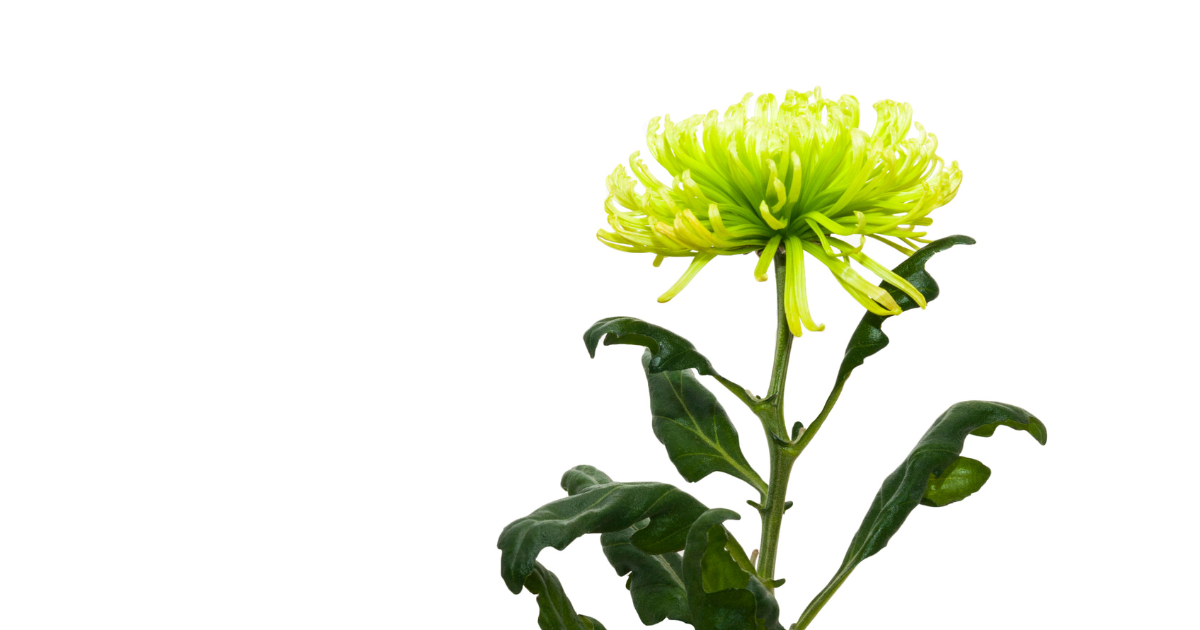 chrysanthemum Anastasia Green.png