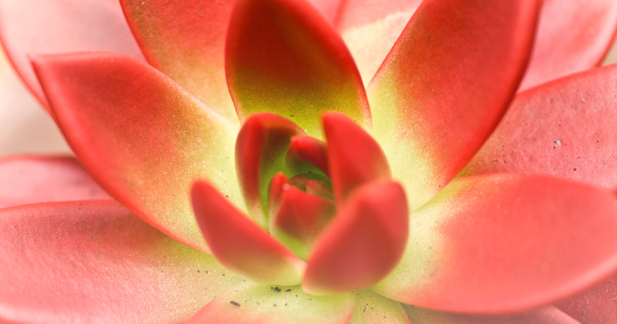 Echeveria agavoides -Lipstick-.png