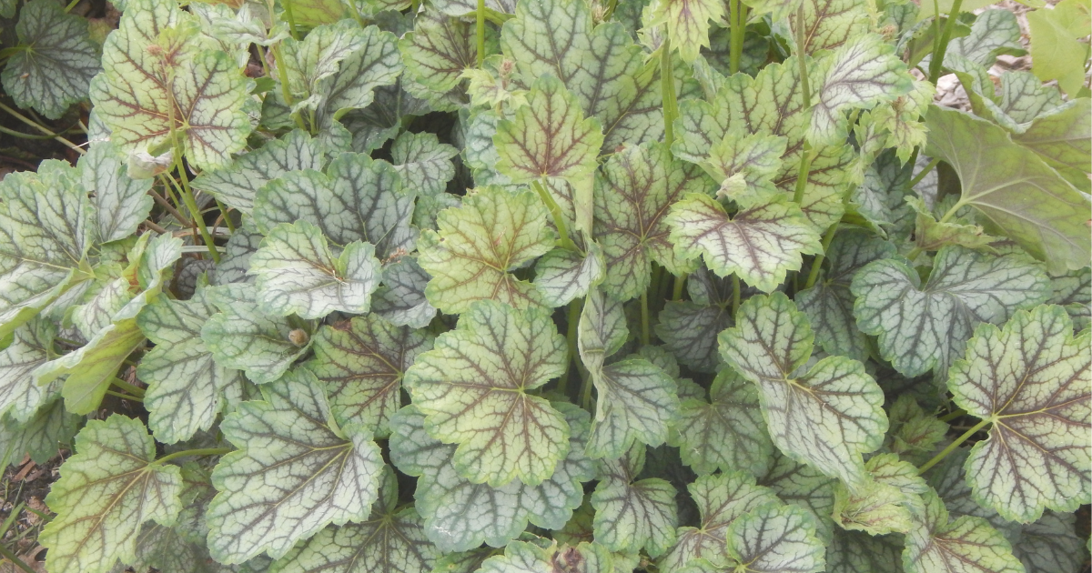 Coral Bells (1).png