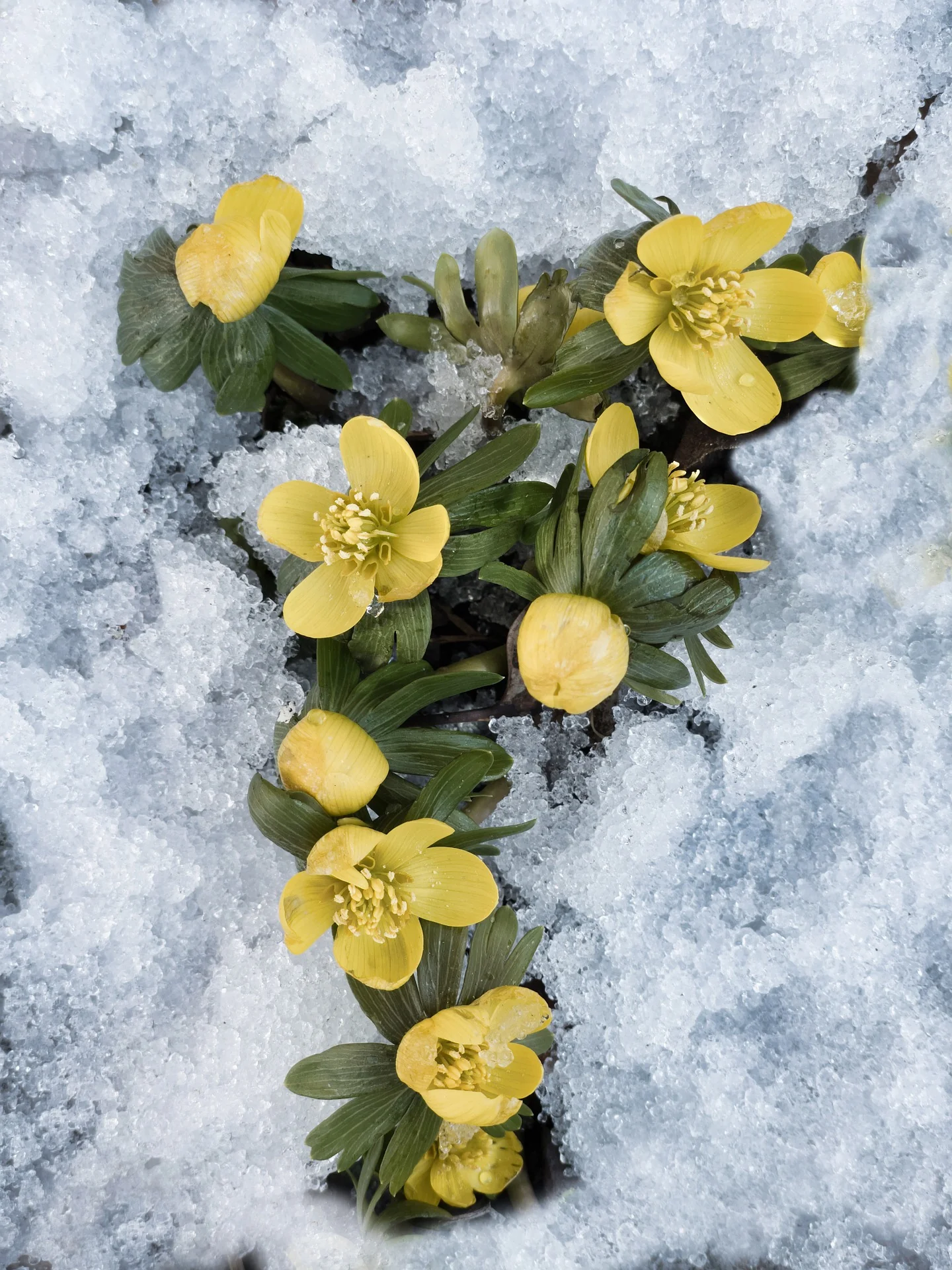 winter-aconites.webp