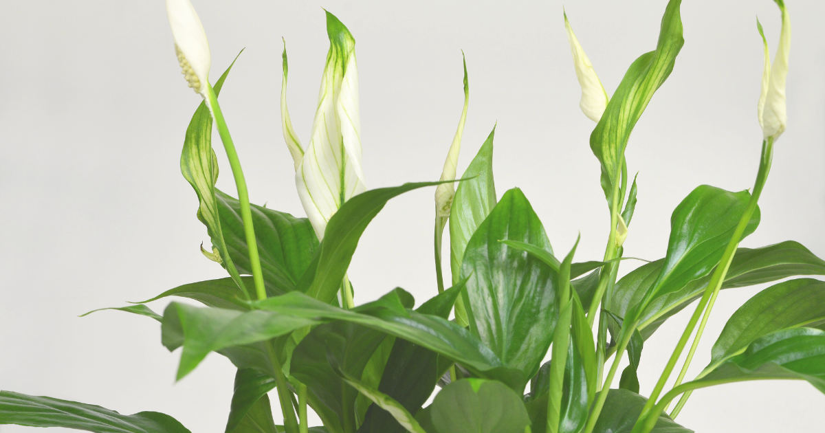 Peace Lily Cover Image.png