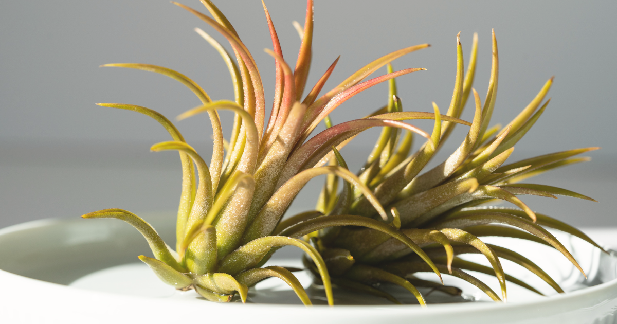 how to water air plants.png