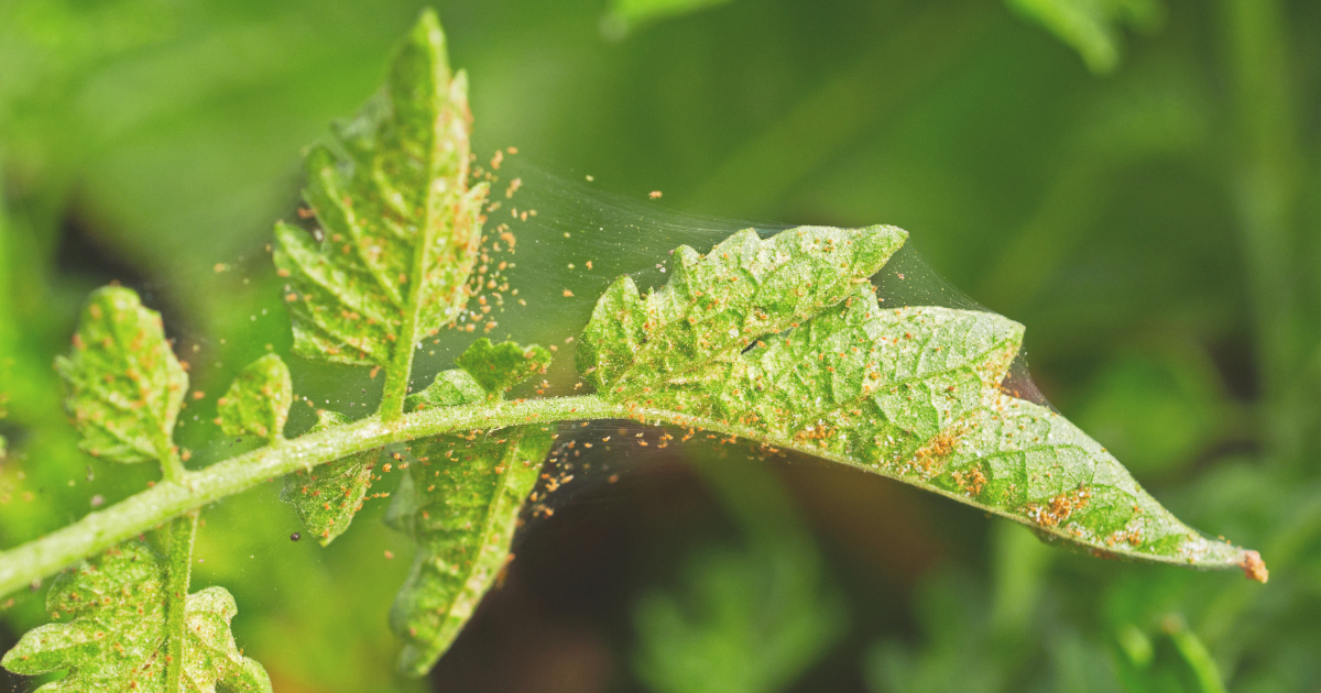 Spider Mites.png