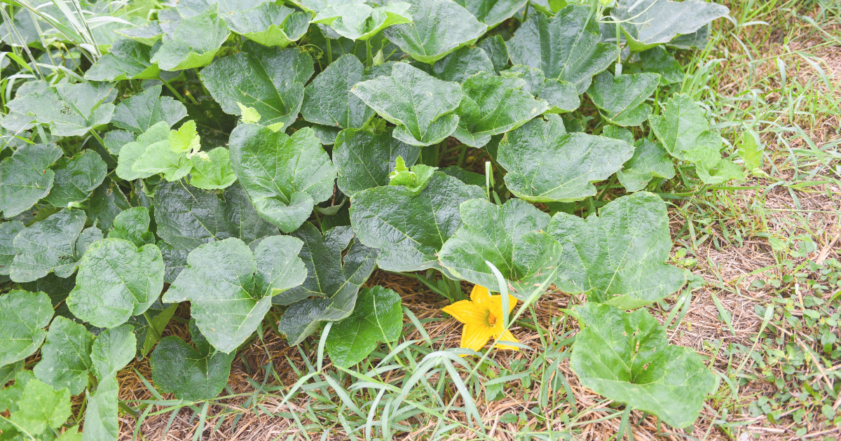 Squash vines.png