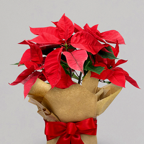 INT0029_Christmas Blog_Poinsettia.png