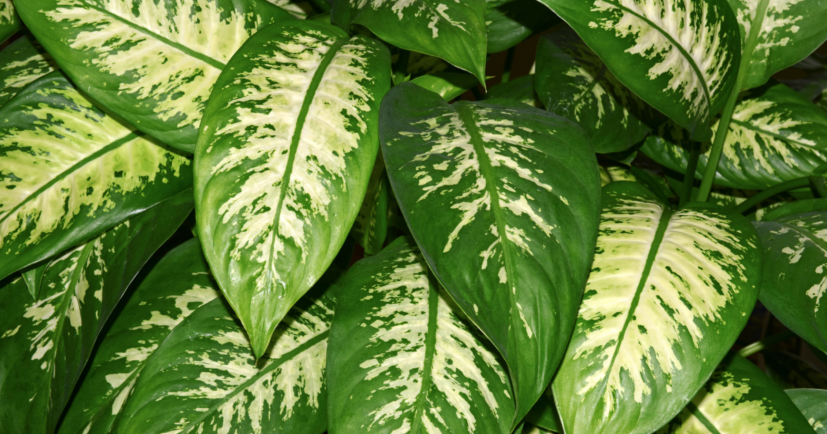 Dieffenbachia.png