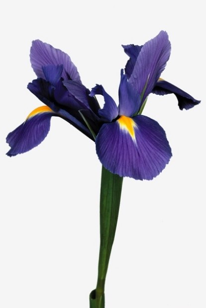 Le bleu, la couleur principale des iris, fleurs coupées. Ici 'Blue Magic'