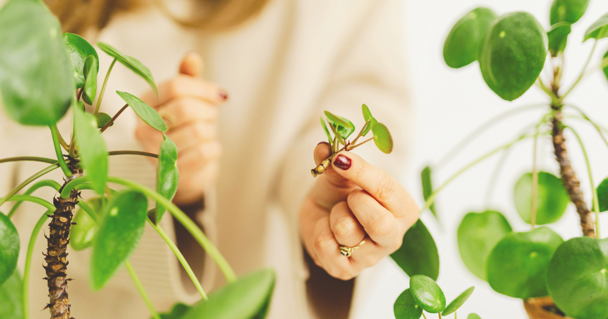 Summer Propagation Tips.png
