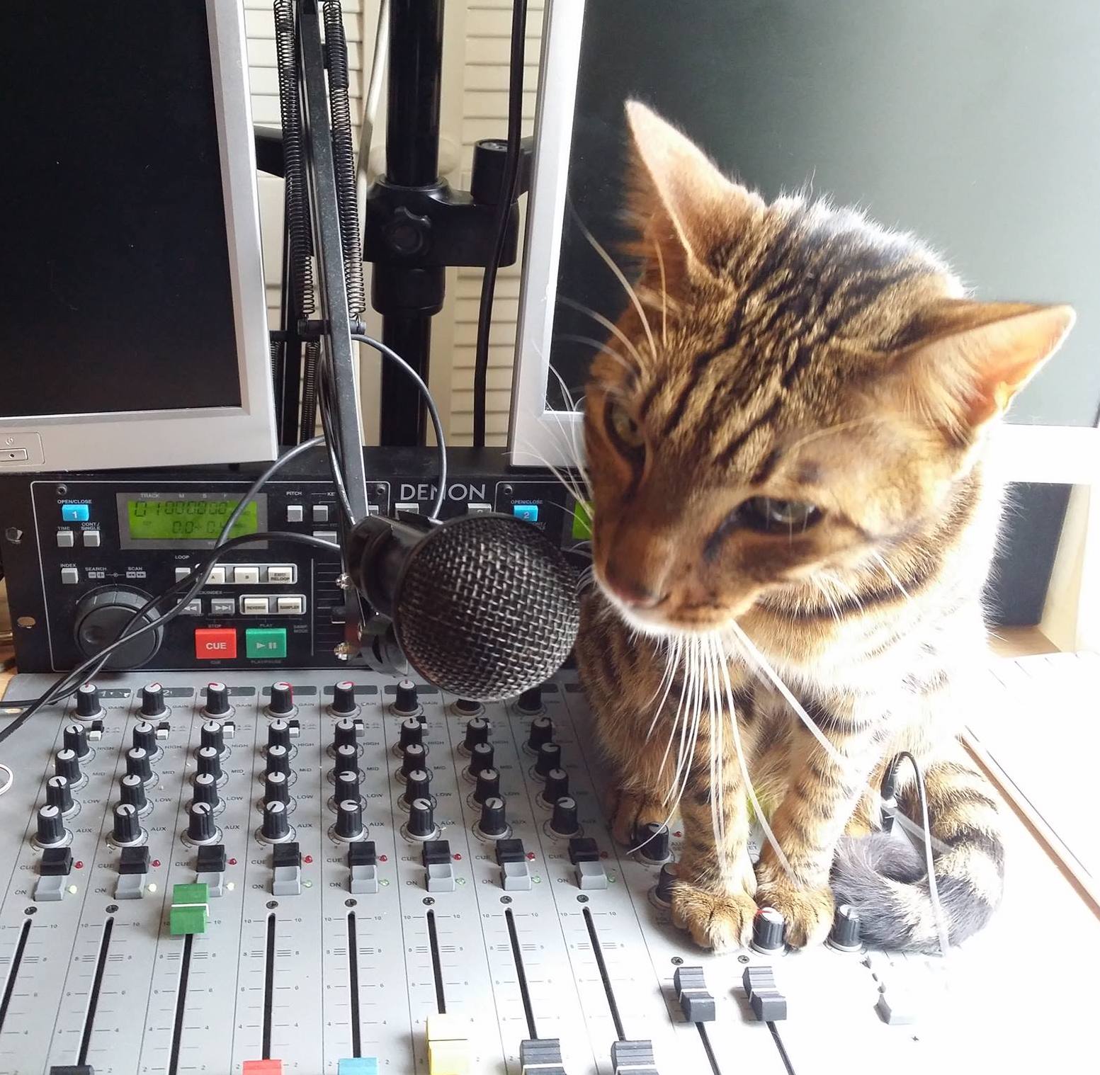 Light brown and black cat sitting on a sound mixing board sniffing the microphone with a pair of computer monitors in the background