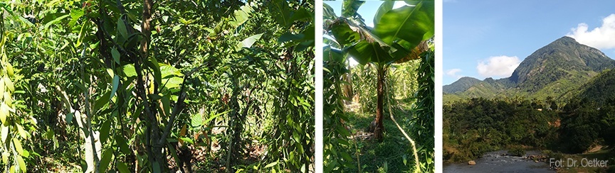 Picture - plantacja wanilii