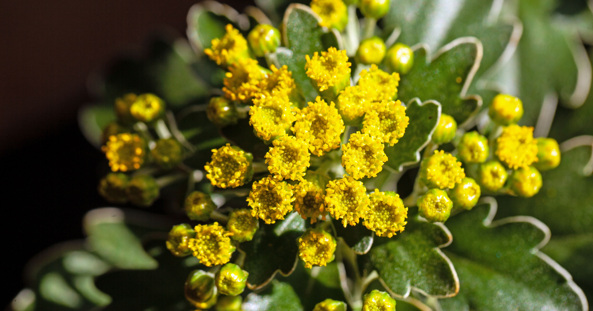 Gold and Silver Chrysanthemum.png