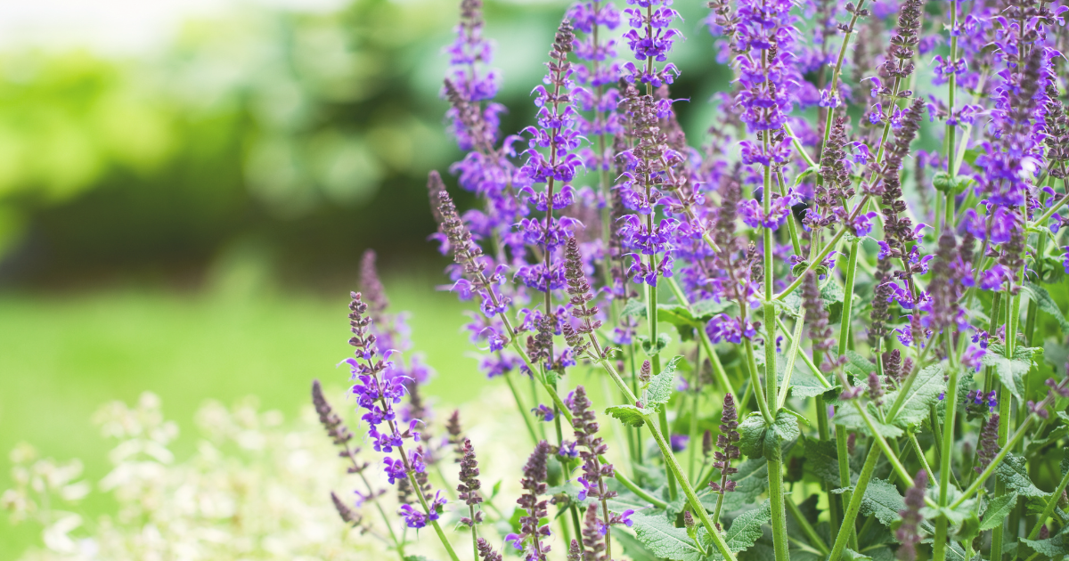 SALVIA.png