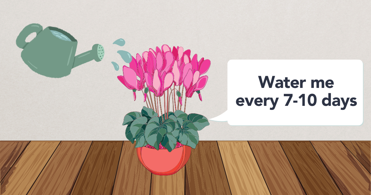 watering Cyclamen.png