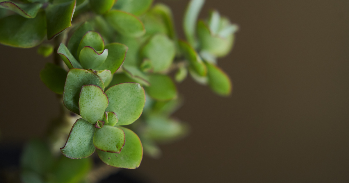 Crassula.png