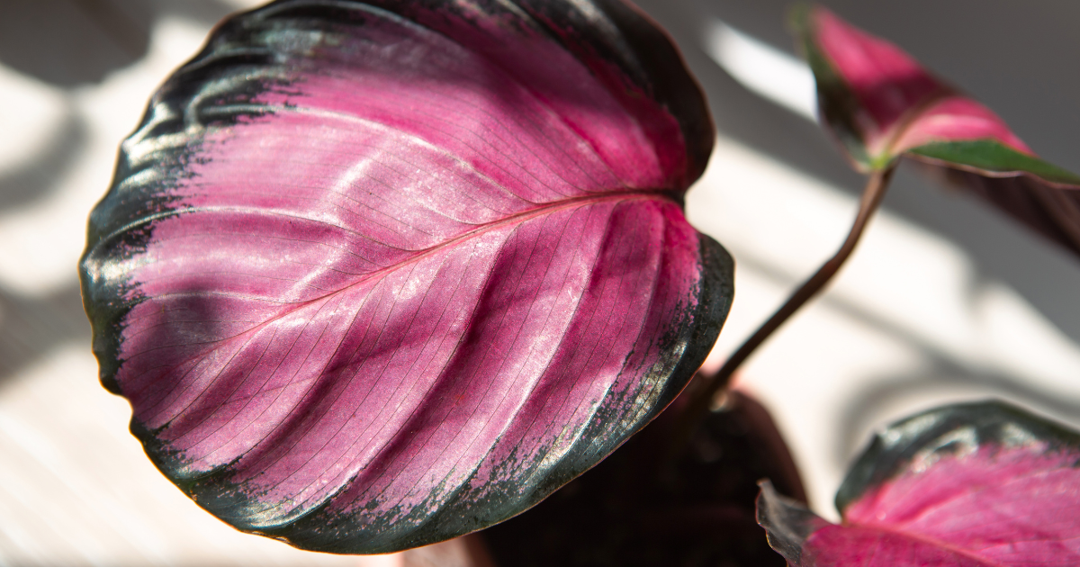 Calathea Roseopicta.png