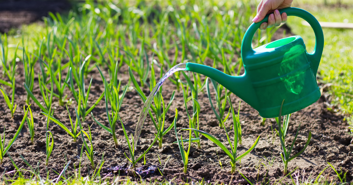 watering garlic.png