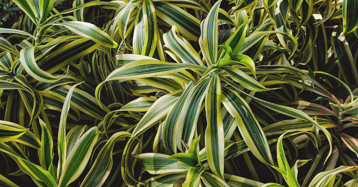 Dracaena Reflexa.png