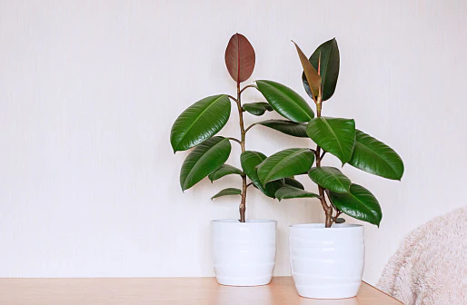 rubber plant.webp