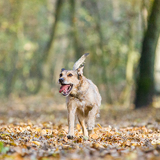 Beschaeftigung-hund-im-wald-dummytraining-hundebeschaeftigung.jpg