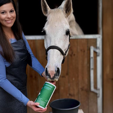 reitsport-blog-EQX-Atemwege-uebersicht.jpg