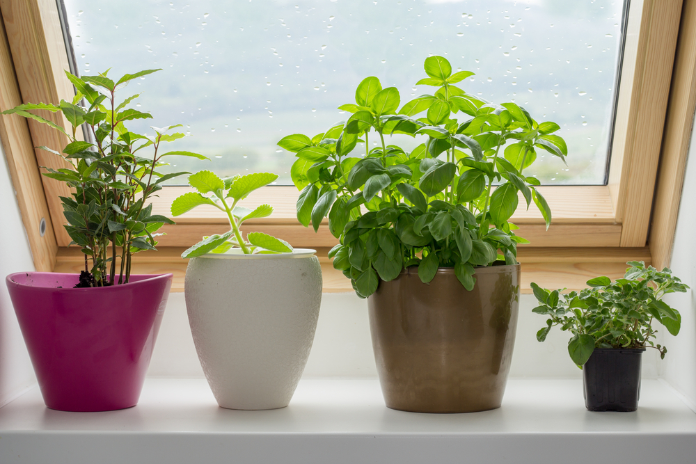 Potted herbs grow very well on windowsills.