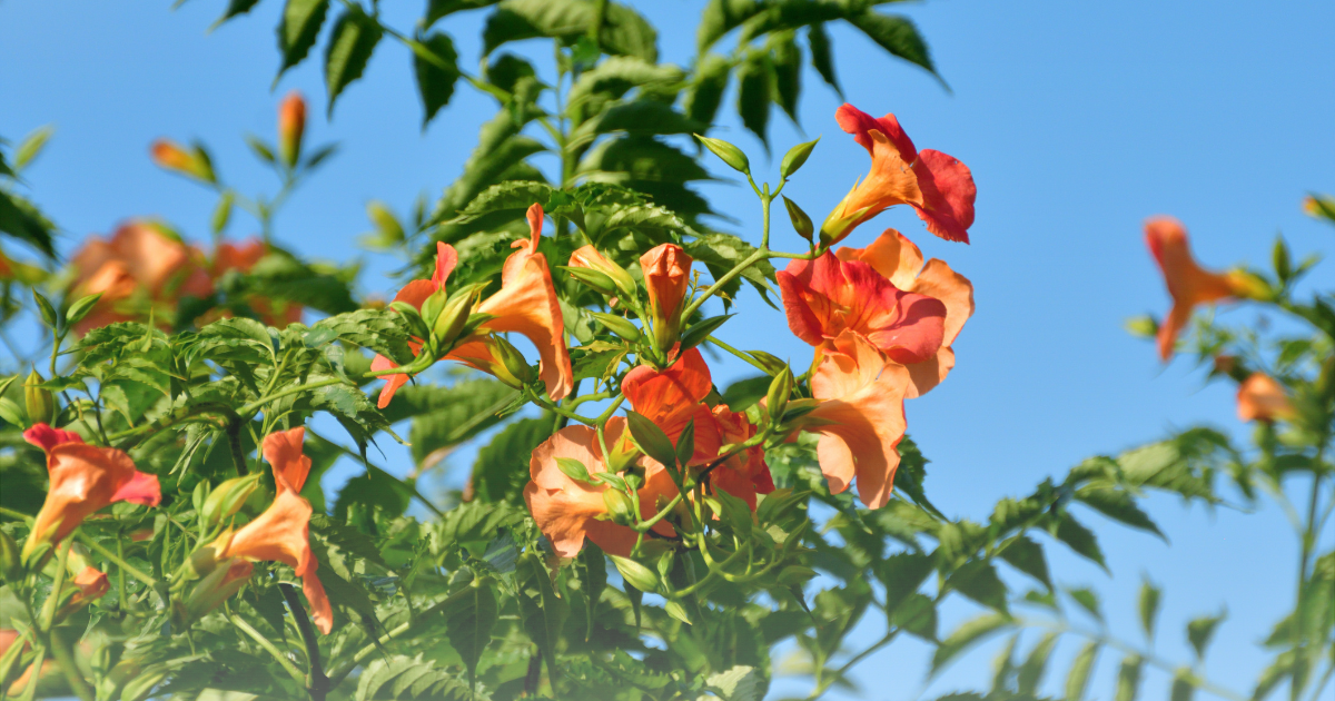 Trumpet Vine.png