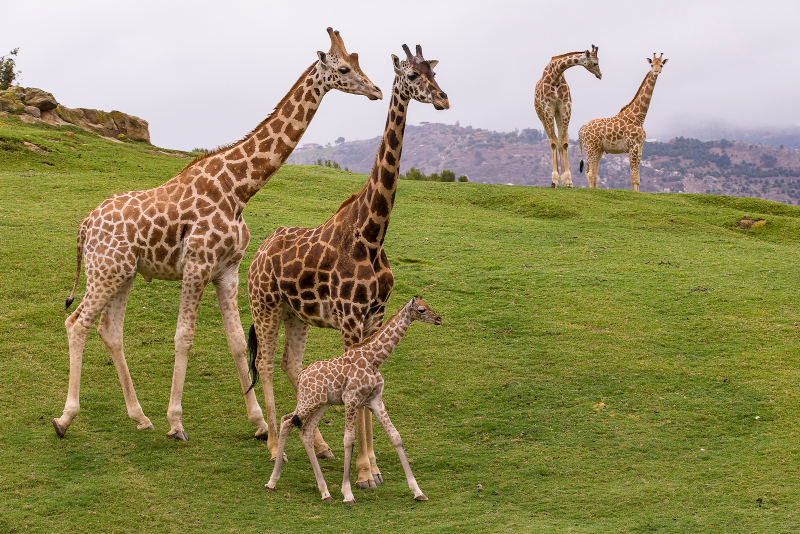 Giraffes